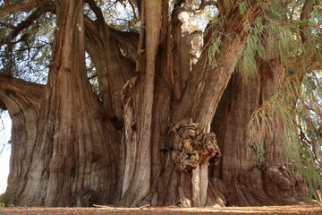 The gigantic trunk of the majestic Tree of Tule, El Arbol del Tule, Oaxaca, Mexico