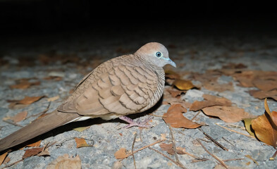 Dove in the night
