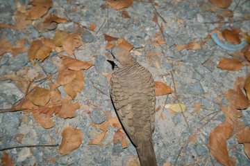 bird on ground