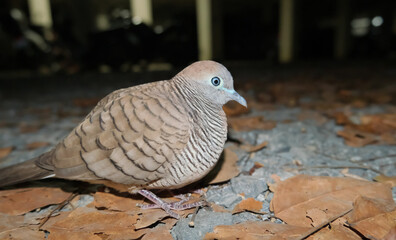 Dove in the night