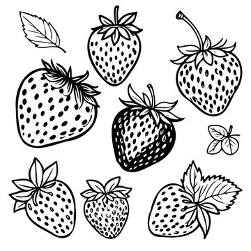 Sketch Set of strawberry. Hand drawn outline with transparent background. Vector