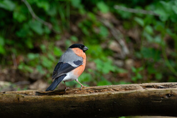 Bullfinch Male, (Pyrrhula pyrrhula) Ciuffolotto