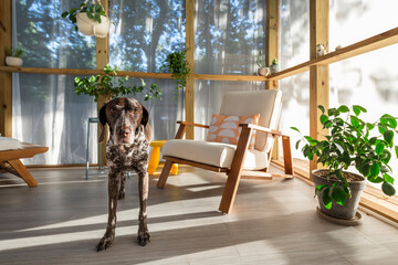 A cute dog on a modern porch - obrazy, fototapety, plakaty
