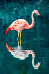 Pink flamenco animal standing in a lake with a beautiful reflection in very high detail