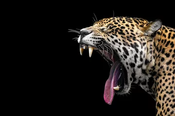 Fotobehang Leopard with wide open mouth, visible teeth and tongue isolated on block © Sven Taubert