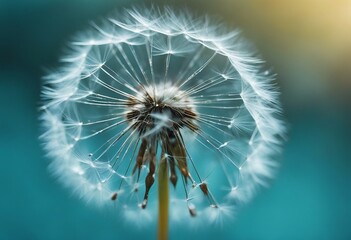 Dandelion Seeds in droplets of water on blue and turquoise beautiful background with soft focus