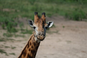 Giraffa