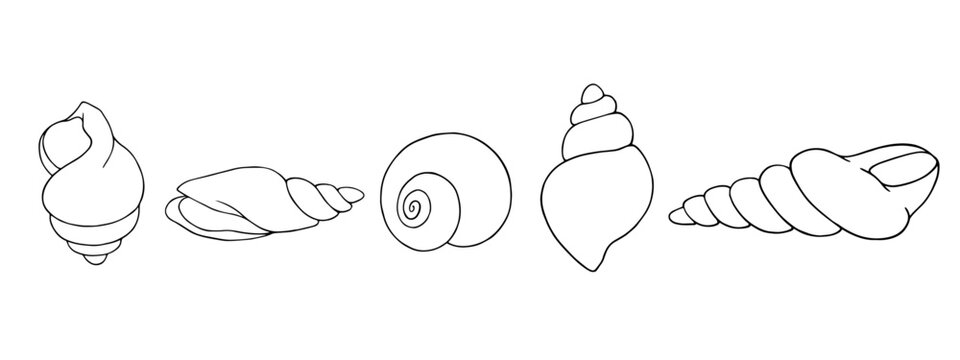 A set of linear sketches, contour coloring of seashells. Vector graphics.
