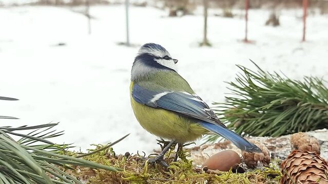A blue tit sits on a log against the background of a winter forest park