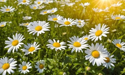 Fototapeta premium A field of daisies in the sun