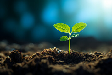 A young green plant growing out of the soil.