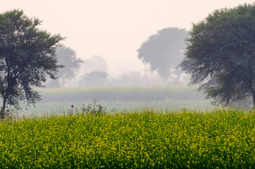 Obraz premium Landscape of beautiful mustard crop, agriculture farm of mustard at a village in a foggy morning, West Bengal