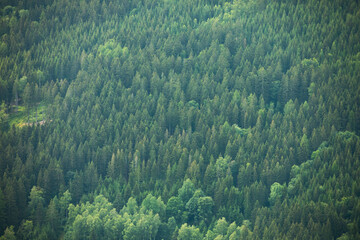 View from a flight of a volatile forest in the mountains.