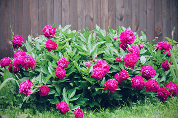Fototapeta na wymiar Peonies near the fence. Pink flowers in spring. Summer