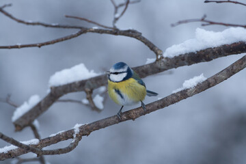 Cinciarella (Cyanistes caeruleus) Blue