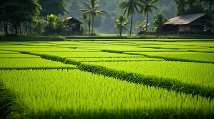Selbstklebende Fototapeten Vast expanses of rice fields are planted with rice © Doni_Art