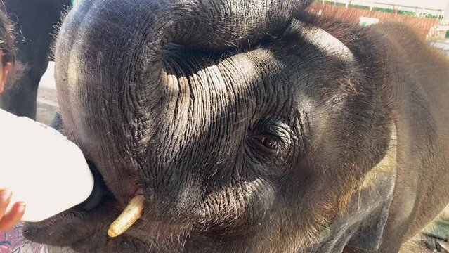 Female indian hands is feeding milk of a small elephant in zoo. Slow motion Close up