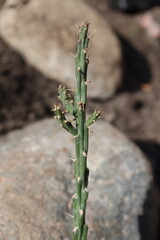 Cylindropuntia kleinae cylindropuncja opuncja