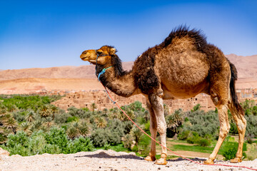 dromedary in the Moroccan desert