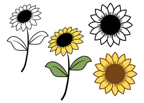 Sunflowers hand drawn isolated on a white background. Vector illustration minimalist style