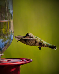 Hummingbird