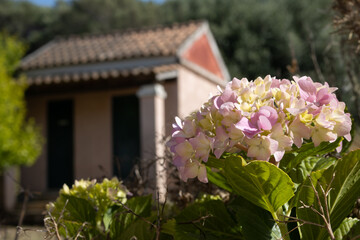 Hydrangea blooming in a park, Corfu, Greece