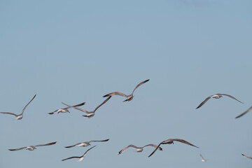 Seagulls in the sky - obrazy, fototapety, plakaty