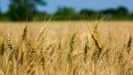 Fototapeta premium Wheat