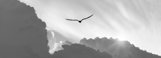 Sunset Bird Flying Soaring Divine Inspirational Flight Banner Header Black And White Sunrise - obrazy, fototapety, plakaty