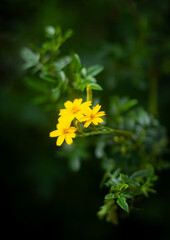 yellow flower in the garden