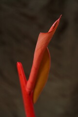 Young leaf bud, red philodendron leaf; Philodendron Mandaianum