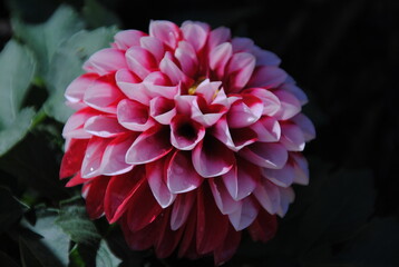 pink dahlia flower in garden