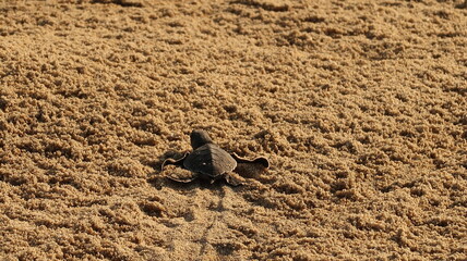 Released baby turtle on the beach of Playa Bacocho walking to the ocean, Puerto Escondido, Mexico