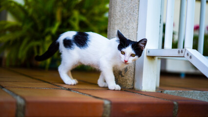 Cute black and white cat.