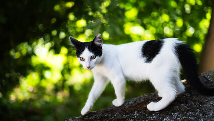 Naklejka na ściany i meble Black and white cat standing in the garden