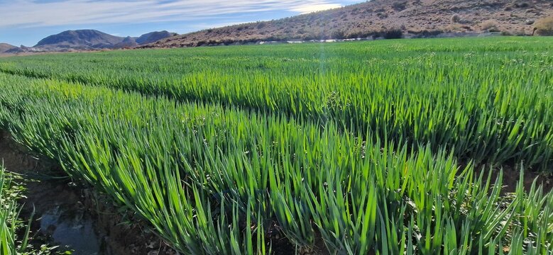 Extension inmensa de plantaci&oacute;n de Cebolla , plantas de cebollas al sol con el cielo azul