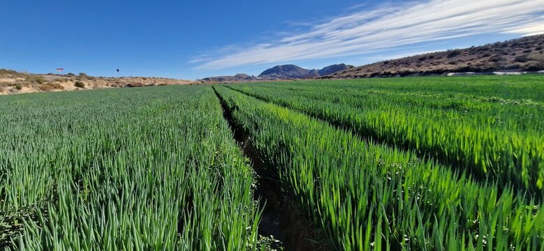 Extension inmensa de plantaci&oacute;n de Cebolla , plantas de cebollas al sol con el cielo azul