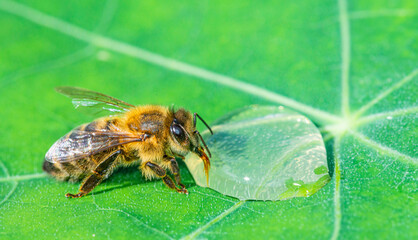 honey bee, Apis mellifera drinking water from a dewy leaf