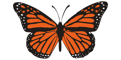 Vector stylish monarch butterfly. Orange colored butterfly. Symmetrical and beautiful winged butterfly.