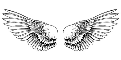 Sketch of heraldic wings. Stylish bird wings. Design elements in coloring book style.