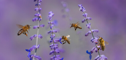 garden flower and bees macro photography