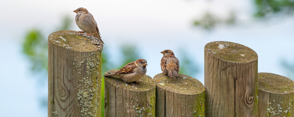 house sparrows (passer domesticus) on a garden fence