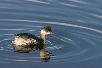 Black-necked Grebe (Podiceps nigricollis), in winter plumage over the lagoon