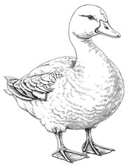 Farm duck engraving. Canard with feathers webbed feet and beakd, ducks animal etching drawing isolated on background