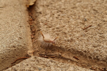 White-marked Tussock Moth Caterpillar, San Jose del Pacifico, Oaxaca, Mexico