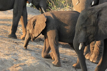 baby elephant