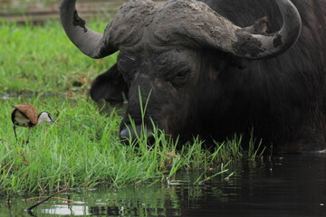 friends - buffalo and bird