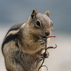 chipmunk chewing on a flower