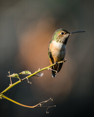 hummingbird on a branch