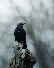 Crow perched atop a decaying tree trunk, illuminated against a bright blue sky